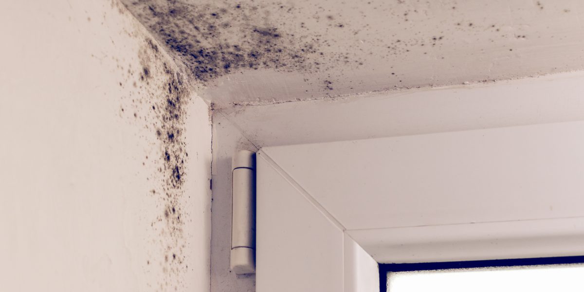 Damp In Edinburgh Property