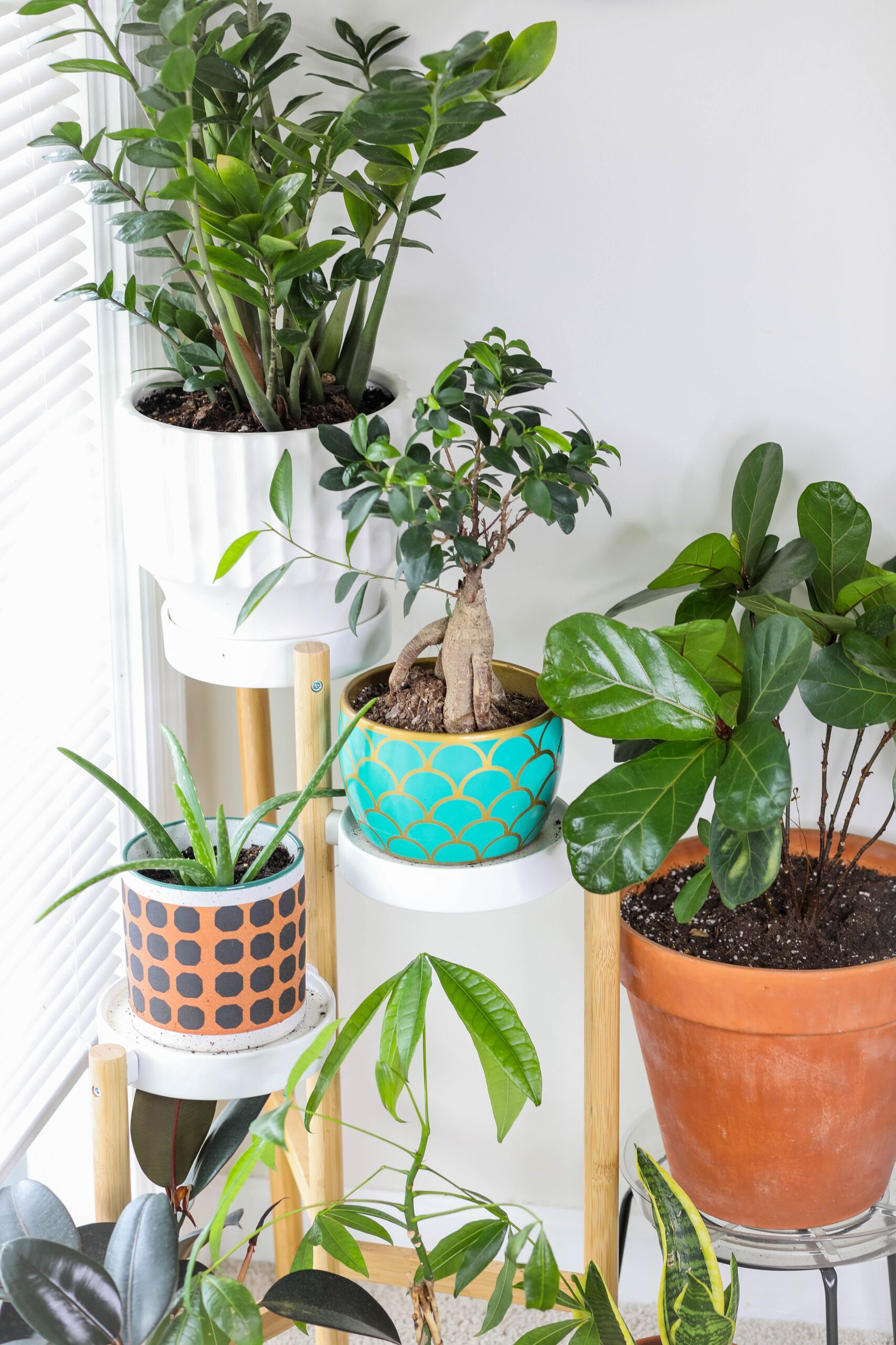 Repot Shrubs